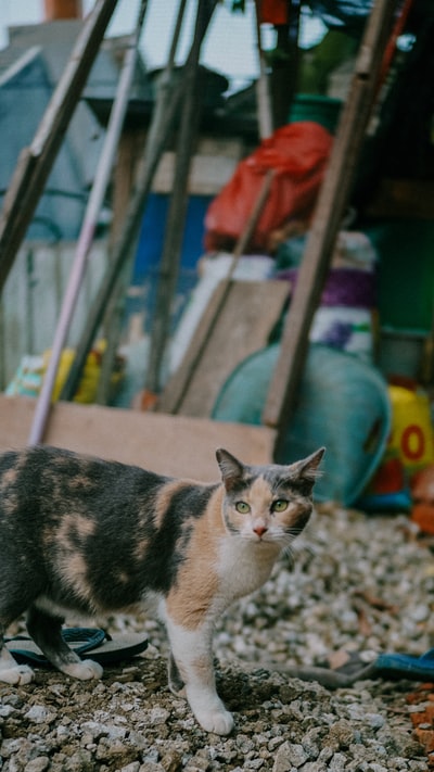 灰色混凝土地板上的印花猫